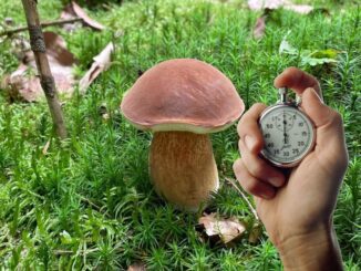 How long do porcini take to grow