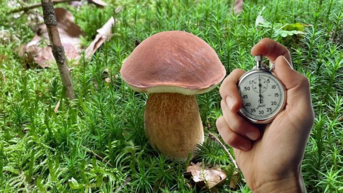 How long do porcini take to grow