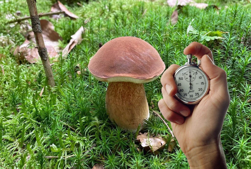 How long do porcini take to grow