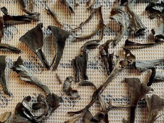How to dry black trumpets