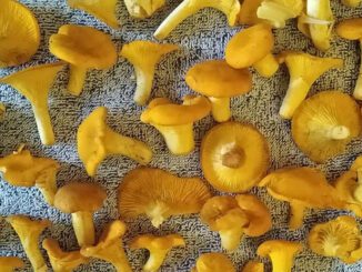 How to dry chanterelles