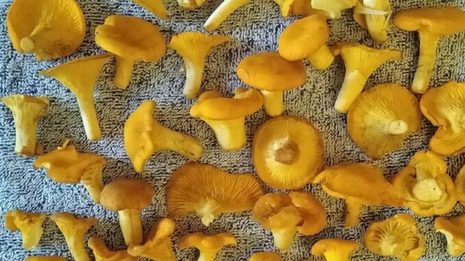 How to dry chanterelles