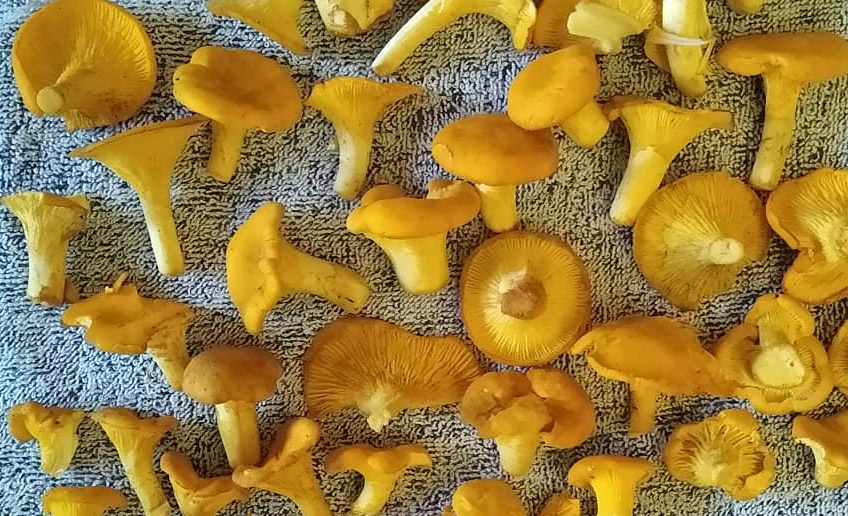 How to dry chanterelles