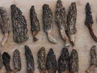 How to dry morels