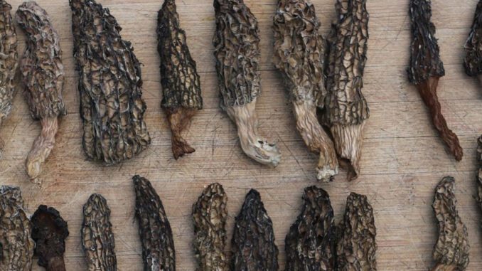 How to dry morels