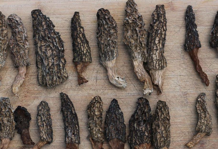 How to dry morels