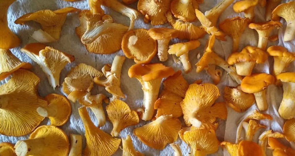 How to freeze chanterelles