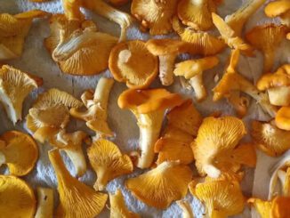 How to freeze chanterelles