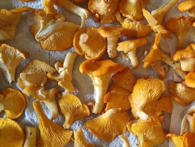 How to dry chanterelles? MushroomStalkers