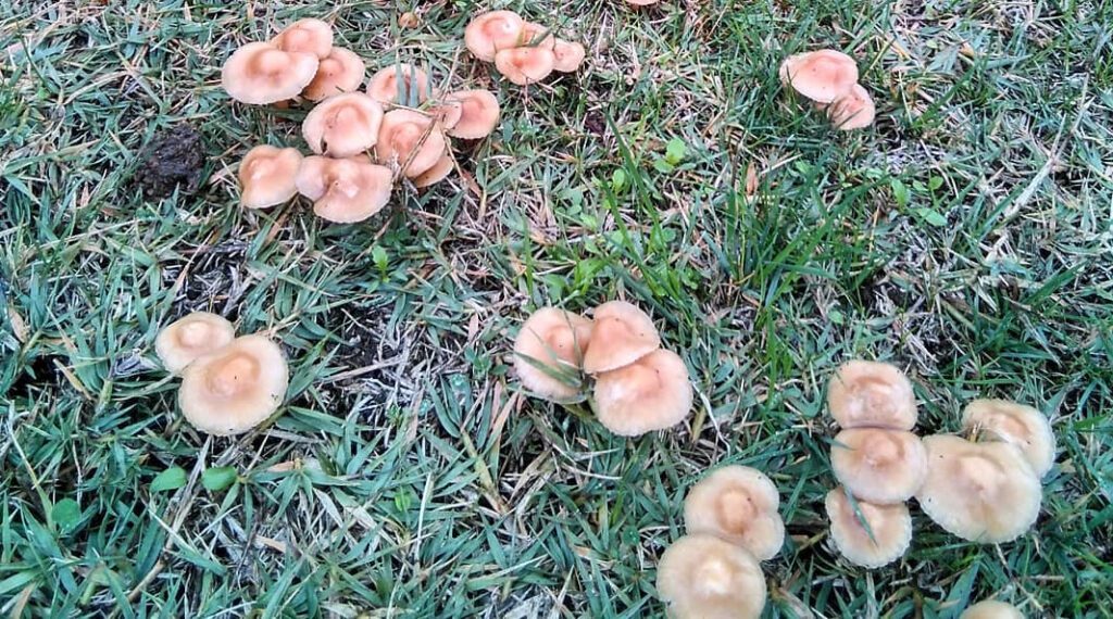 Marasmius Oreades