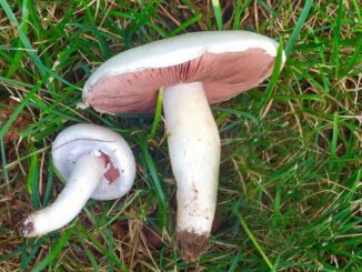 Meadow mushrooms in the grass