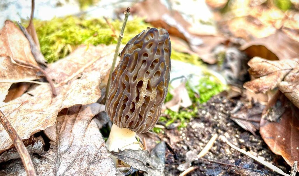 Morel Mushroom Season