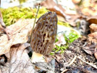 Morel Mushroom Season