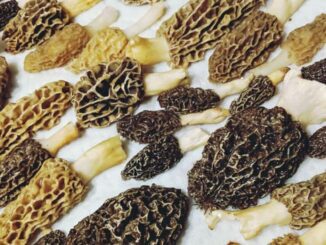 Morel mushroom cleaning