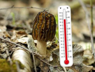 Morel mushrooms and temperature