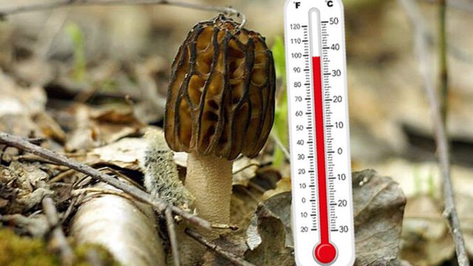 Morel mushrooms and temperature