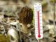 Morel mushrooms and temperature
