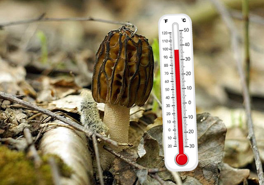 Morel mushrooms and temperature