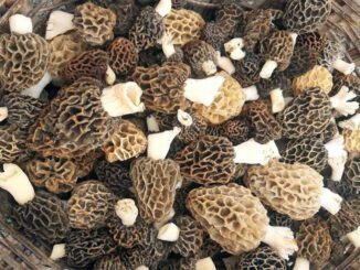 Morels are poisonous when raw