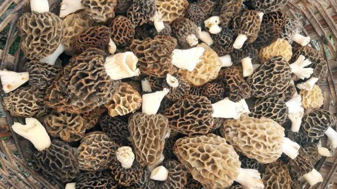 Morels are poisonous when raw