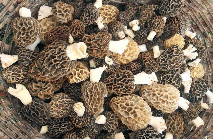 Morels are poisonous when raw