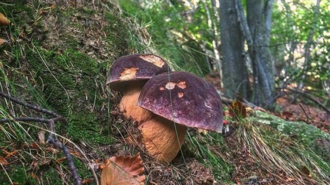 Mushrooms under Oak trees