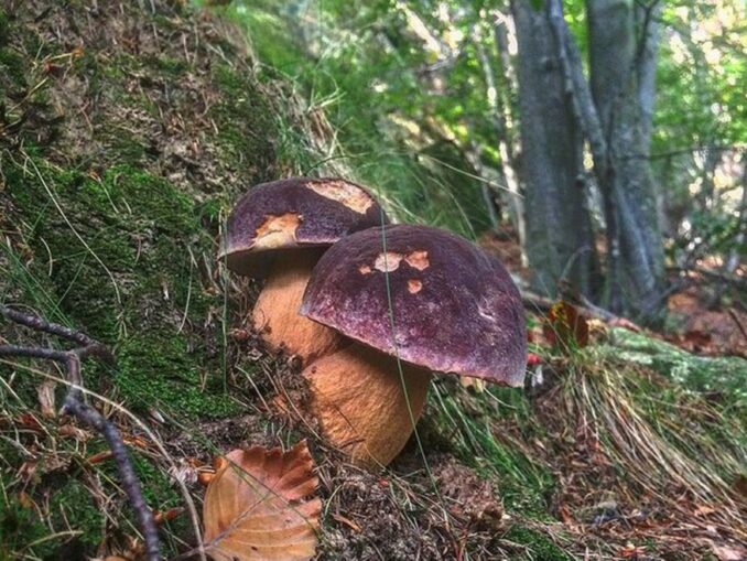 How To Remove Bitterness From Mushrooms? - MushroomStalkers
