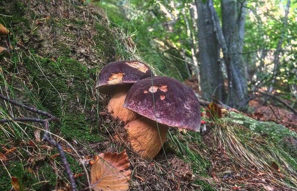 Mushrooms under Oak trees