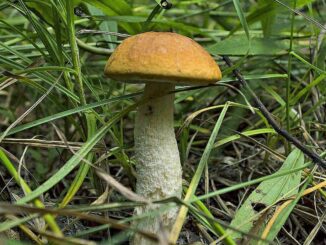 Red-capped Scaber Stalk - Leccinum Aurantiacum