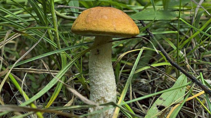 Red-capped Scaber Stalk - Leccinum Aurantiacum