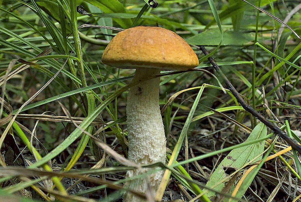 Red-capped Scaber Stalk - Leccinum Aurantiacum