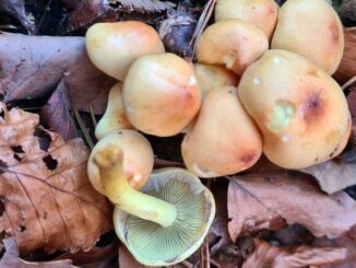 Sulphur Tuft (Hypholoma fasciculare)