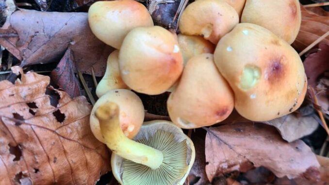 Sulphur Tuft (Hypholoma fasciculare)