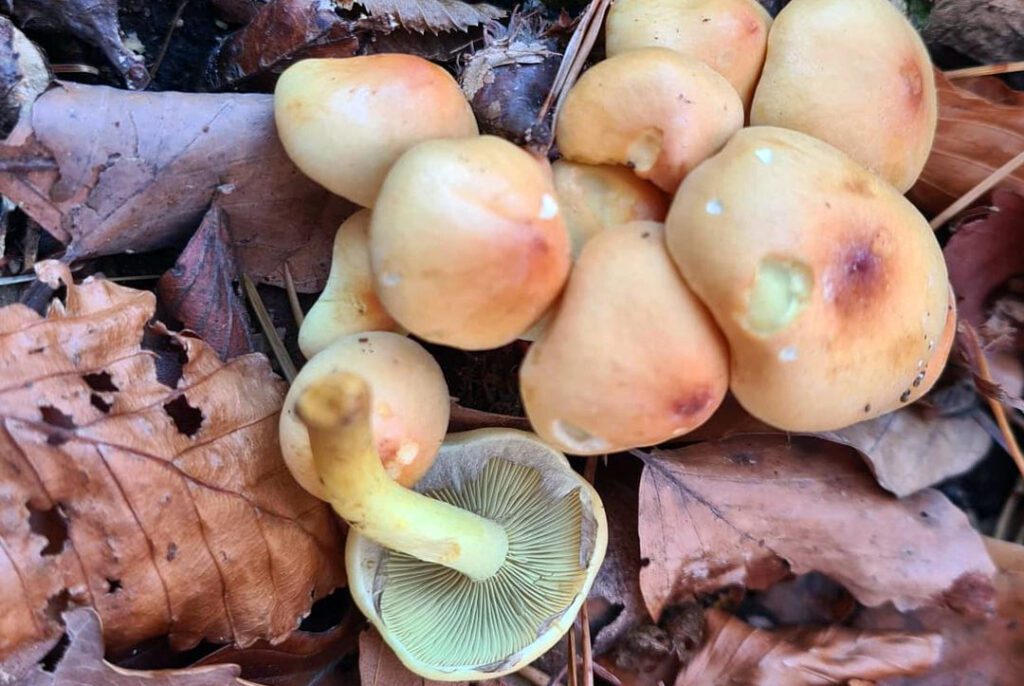 Sulphur Tuft (Hypholoma fasciculare)