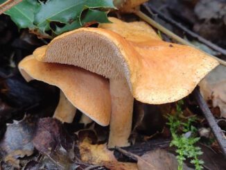 Terracotta Hedgehog mushrooms