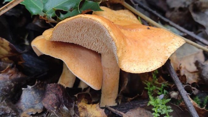 Terracotta Hedgehog mushrooms