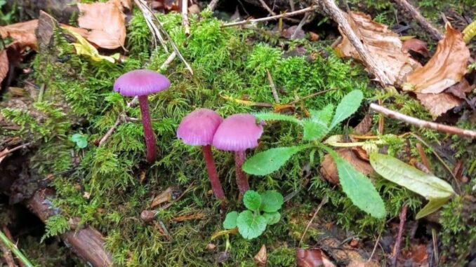 Three amethyst deceivers - Laccaria amethystina