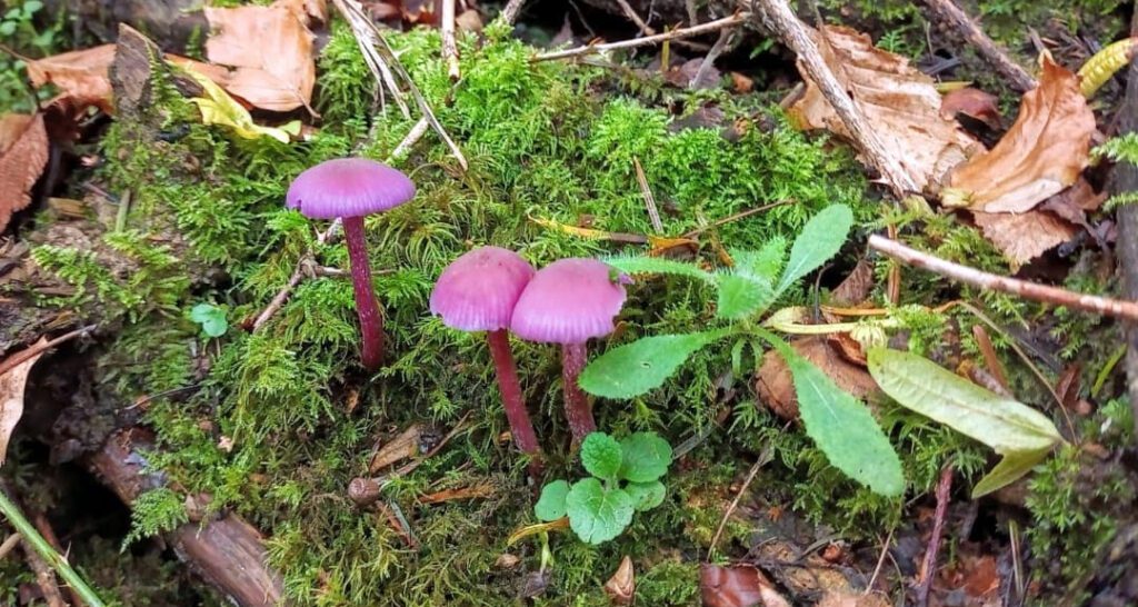 Three amethyst deceivers - Laccaria amethystina