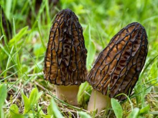 Two black morel mushrooms