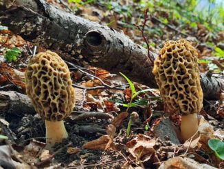 What trees do Morel Mushrooms grow by