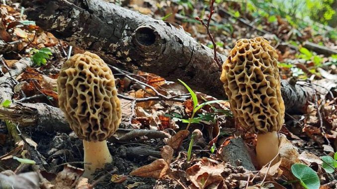 What trees do Morel Mushrooms grow by