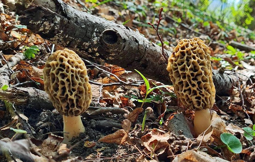 What trees do Morel Mushrooms grow by