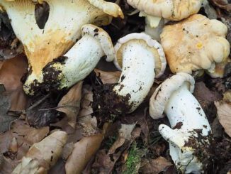 White chanterelles