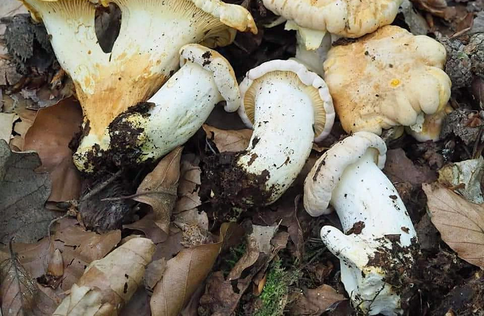 White chanterelles