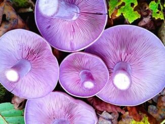 Wood Blewit - Lepista nuda