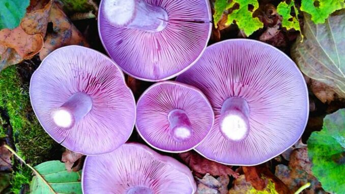 Wood Blewit - Lepista nuda