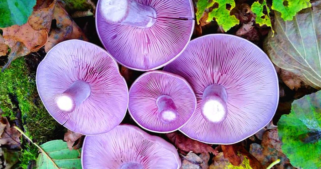 Wood Blewit - Lepista nuda