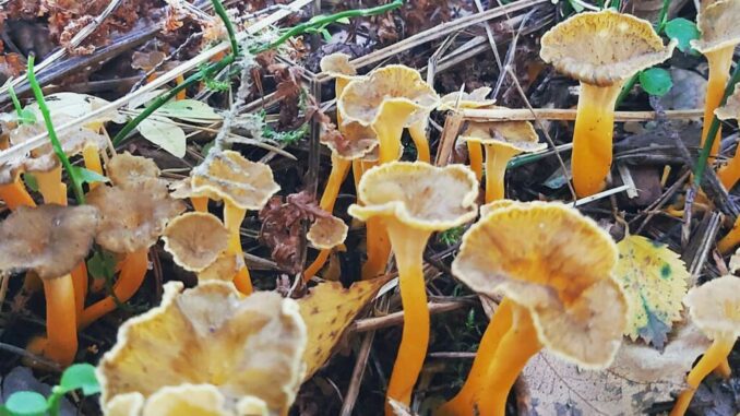 Yellow Foot Chanterelles