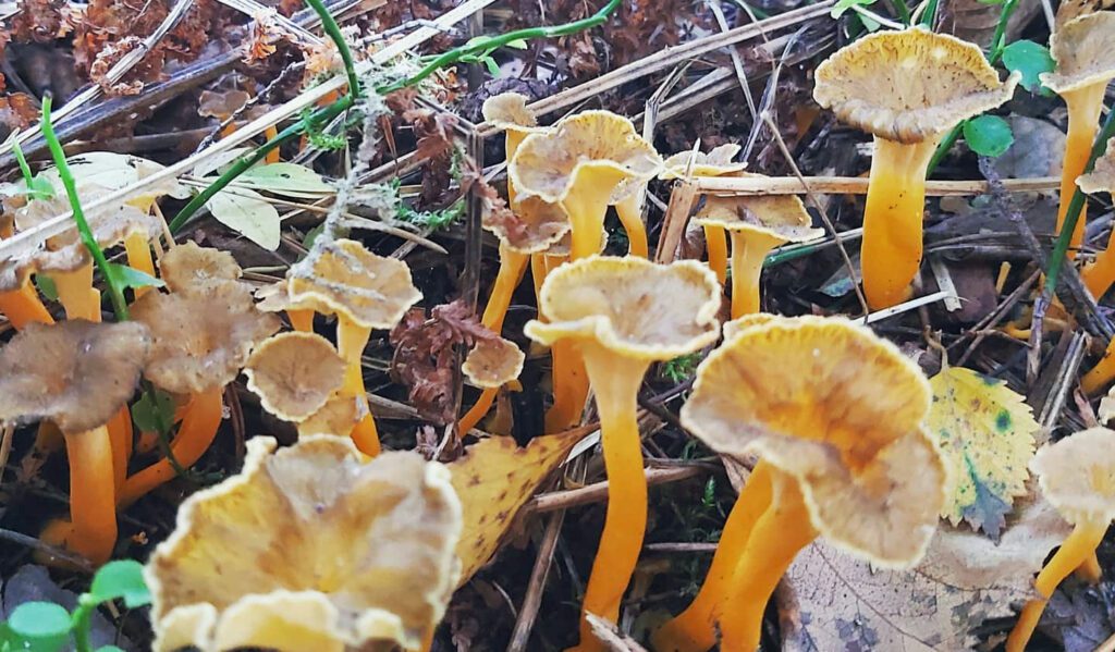 Yellow Foot Chanterelles