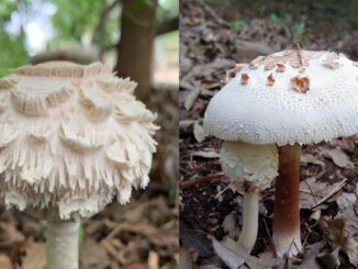 shaggy parasol vs false parasol mushroom